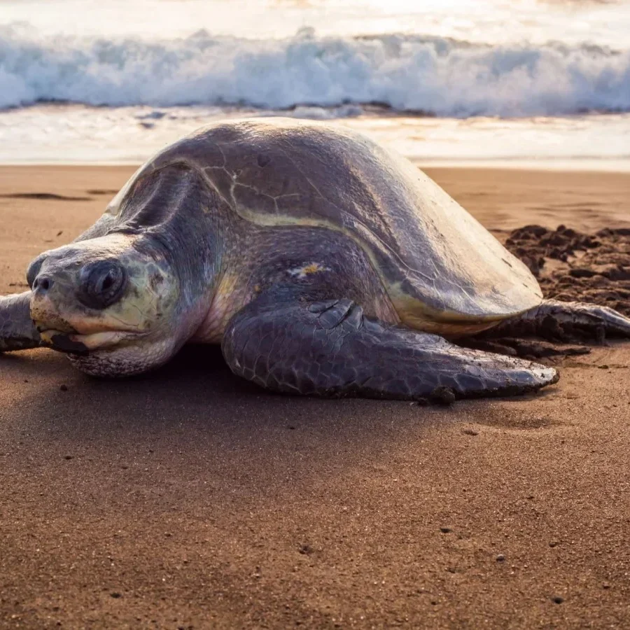 Charitybuzz: 4-Day Costa Rica Nature Retreat on the Nicoya Peninsula ...